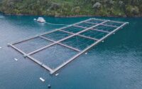 Chilean Salmon Industry Faces Environmental and Regulatory Challenges Amidst Growing Global Demand | PGN Business Insider | pottersgallerynigeria.org