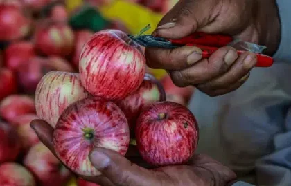 Indian Scientists Seek to Develop Ideal Apple Variety | PGN Business Insider | pottersgallerynigeria.org