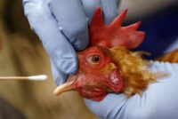 Un inspecteur de l'USDA vérifie si les poulets présentent les symptômes de la grippe aviaire