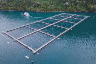 Chilean Salmon Industry Faces Environmental and Regulatory Challenges Amidst Growing Global Demand | PGN Business Insider | pottersgallerynigeria.org