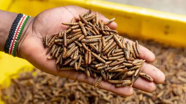 Lithuania's Vilnius Embraces Fly Larvae for Food Waste Management | PGN Business Insider | pottersgallerynigeria.org
