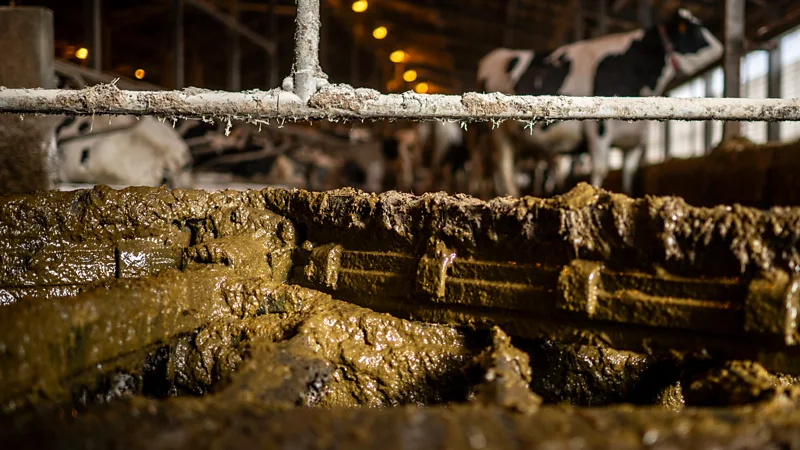 Cow manure being collected in Hokkaido, Japan| hydrogen fuel