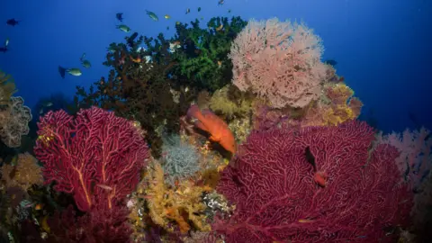 Push for EV Battery Metals Poses Risks to Marine Ecosystems | PGN Business Insider | pottersgallerynigeria.org