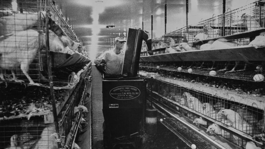 Herrmatic Jaula Alimentador en un NOSOTROS granja avícola circa 1965. | pollo | impuesto PGN Business Insider | pottersgallerynigeria.org