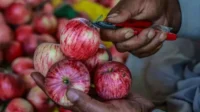 Indian Scientists Seek to Develop Ideal Apple Variety | PGN Business Insider | pottersgallerynigeria.org