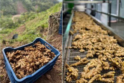 Bio gingembre importés de Chine affiche à Chang Jiang Supermarché touchés par les nouveaux tarifs de l'U. S le commerce avec la Chine guerre | PGN Business Insider | pottersgallerynigeria.org