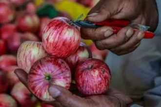 Indian Scientists Seek to Develop Ideal Apple Variety | PGN Business Insider | pottersgallerynigeria.org