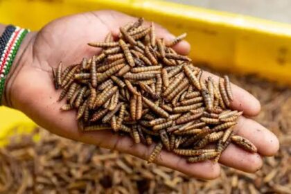 Lithuania's Vilnius Embraces Fly Larvae for Food Waste Management | PGN Business Insider | pottersgallerynigeria.org