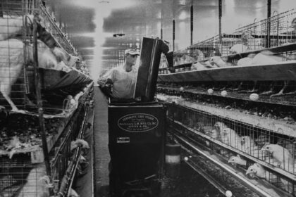 Herrmatic Cage Feeder on a US poultry farm circa 1965. | chicken tax | PGN Business Insider | pottersgallerynigeria.org