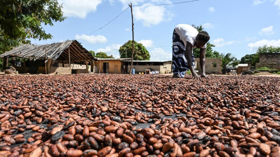 Cocoa beans drying in India for chocolate production.