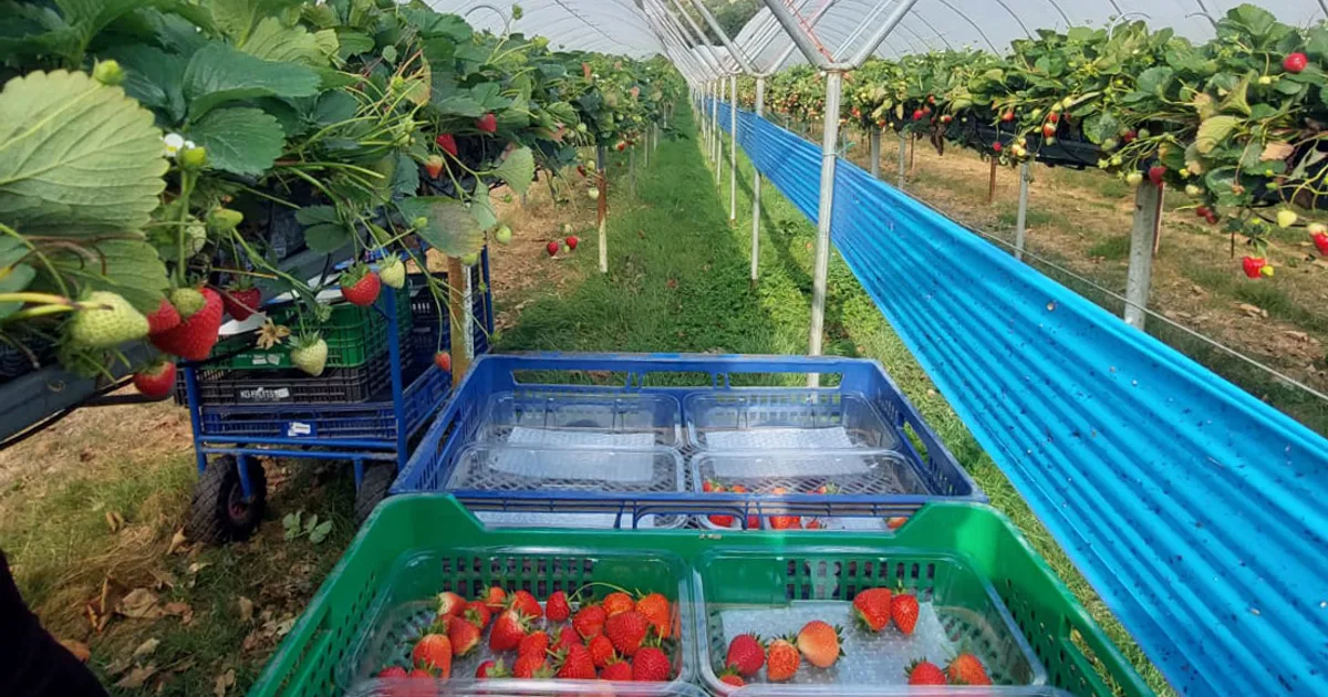 Migrant farm workers harvesting strawberries in a UK field under supervision. | UK farm worker exploitation