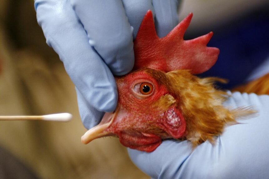 USDA inspector checking chickens for bird flu symptoms