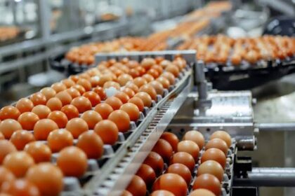 Bird Flu Pushes US Egg Prices Up 53% in One Year, Bird flu plan, Bird flu plan