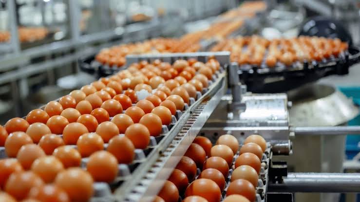 Bird Flu Pushes US Egg Prices Up 53% in One Year, Bird flu plan, Bird flu plan