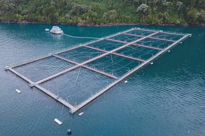 L'industrie chilienne du saumon est confrontée à des défis environnementaux et réglementaires dans un contexte de demande mondiale croissante | PGN Business Insider | pottersgallerynigeria.org